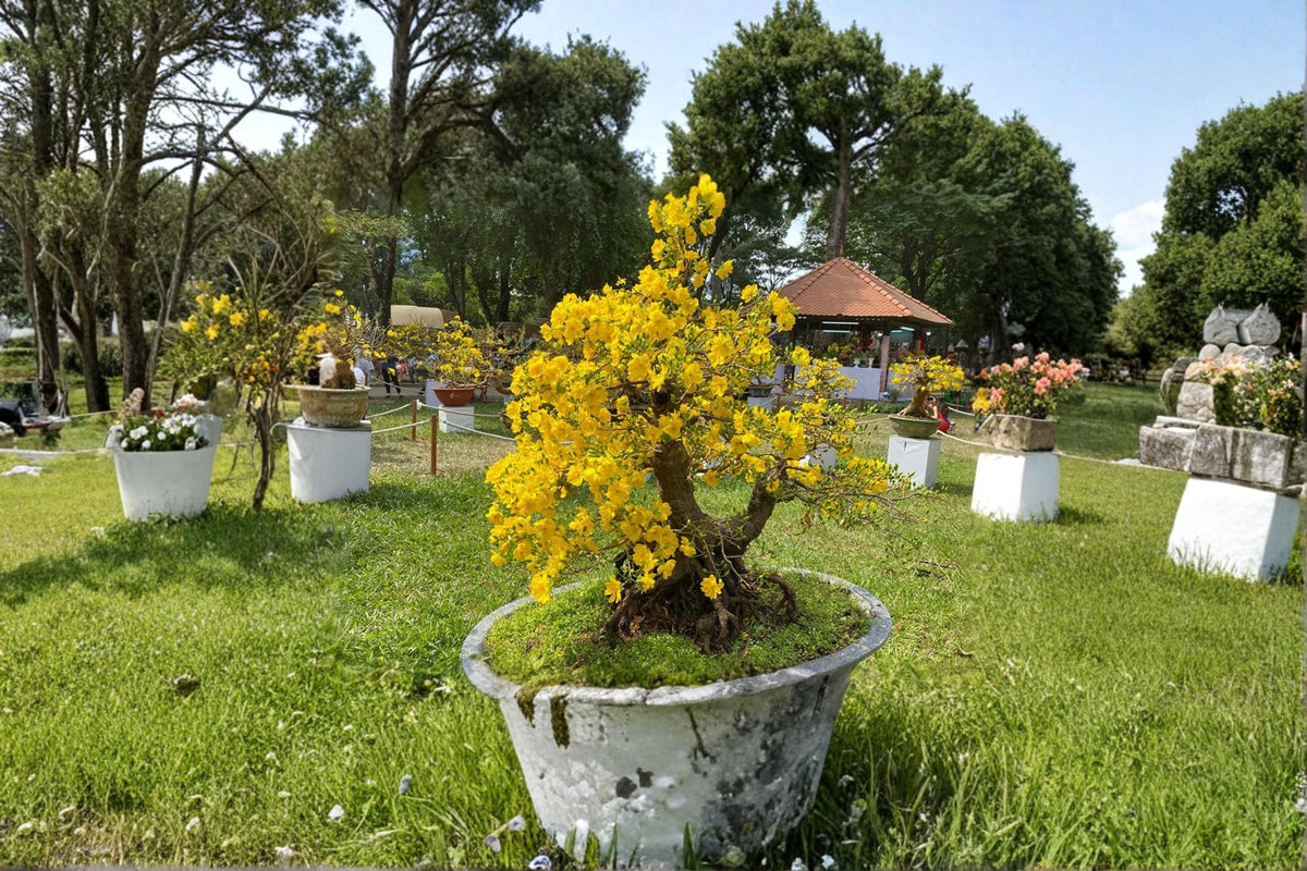 Apricot Bonsai Tree Seeds – Prunus armeniaca, Flowering Fruit Tree, Ornamental Spring Blooms, Bonsai Cultivation, Garden & Patio