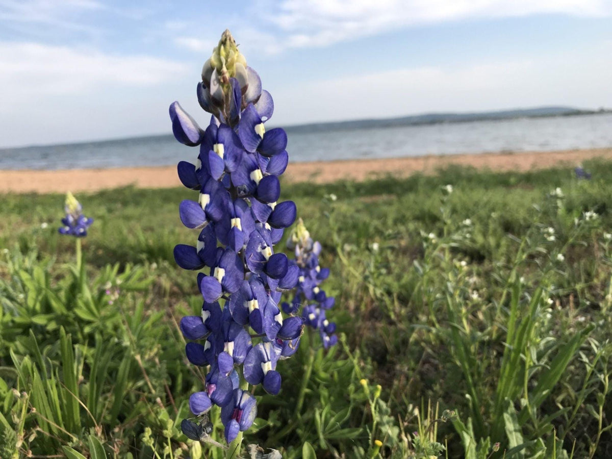 Texas Bluebonnet Seeds - Lupinus texensis Wildflower Seeds for Pollinator Gardens, Cottage Prairie, Spring Blooms