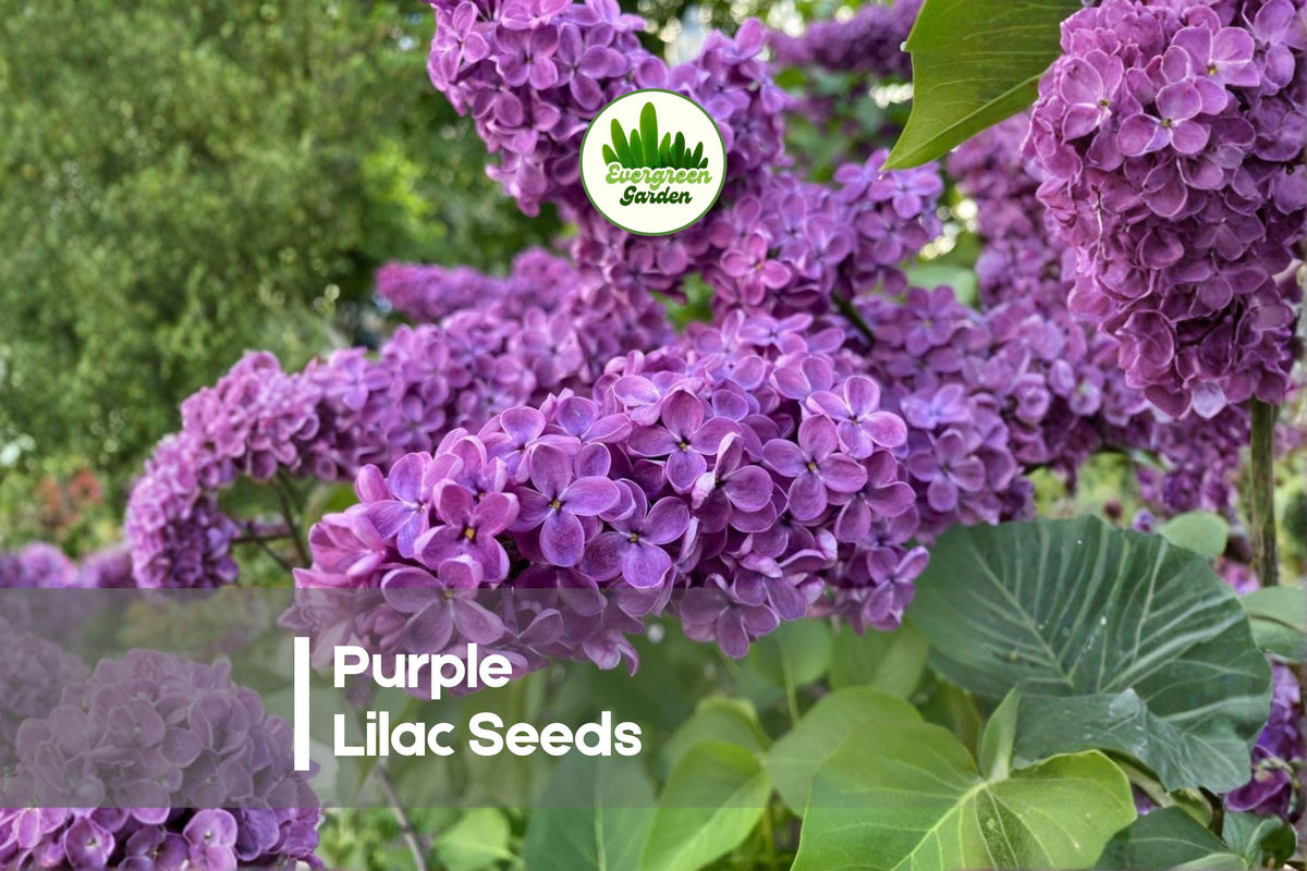 Purple Lilac Seeds – 50+ Syringa vulgaris for Hedges, Gardens & Bonsai, Fragrant Purple Blooms, Ornamental Shrub
