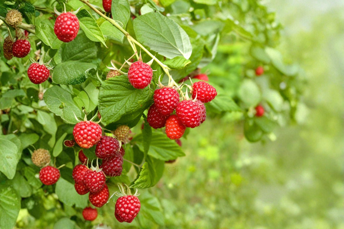 Red Raspberry Seeds 200 Pack – Rubus idaeus Fruit Plant for Edible Garden, Berry Plant, Perennial, Bright Red Berries