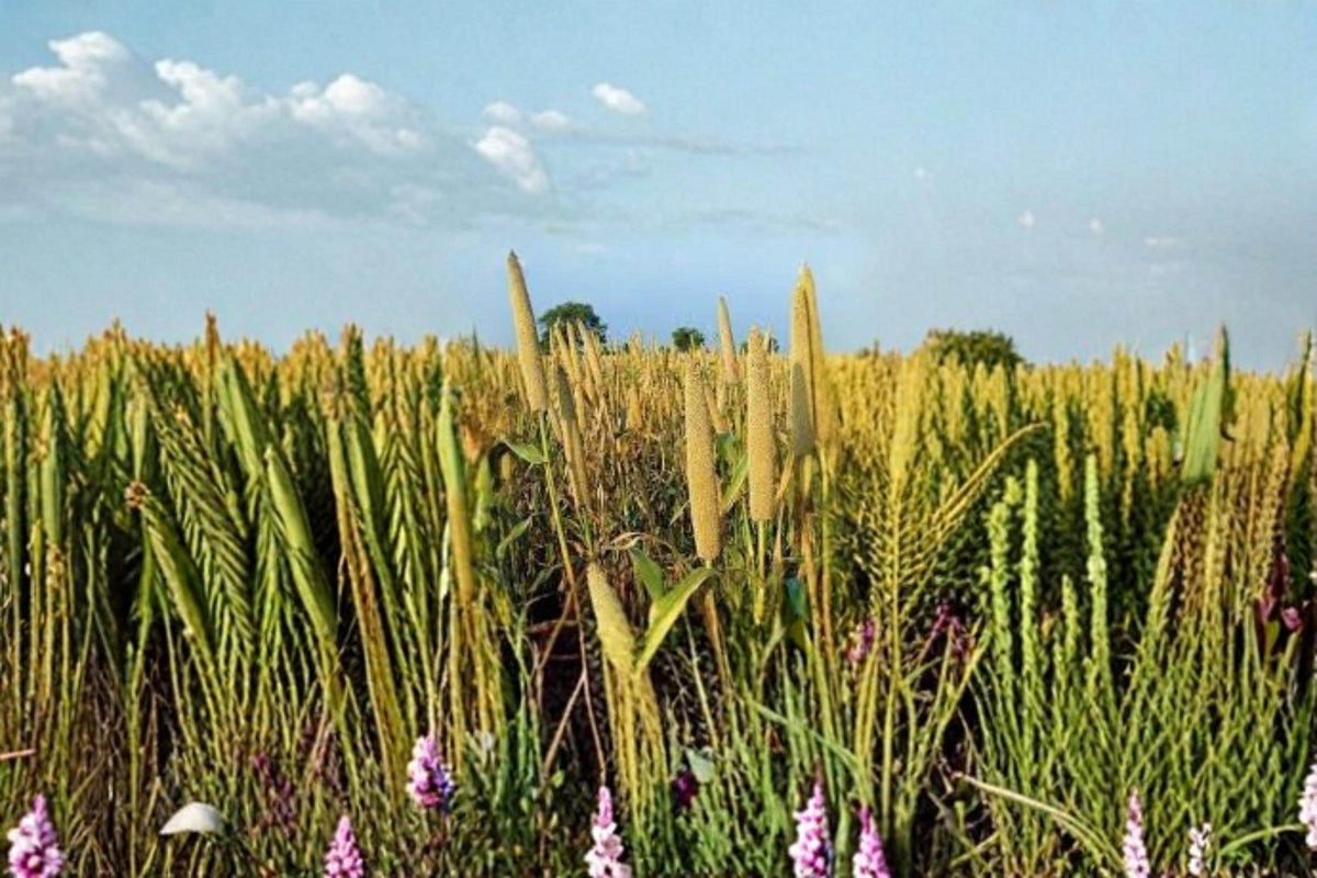 Pearl Millet Grass Seeds, Ornamental Pennisetum glaucum for Landscaping and Borders, Warm-Season Garden Grass