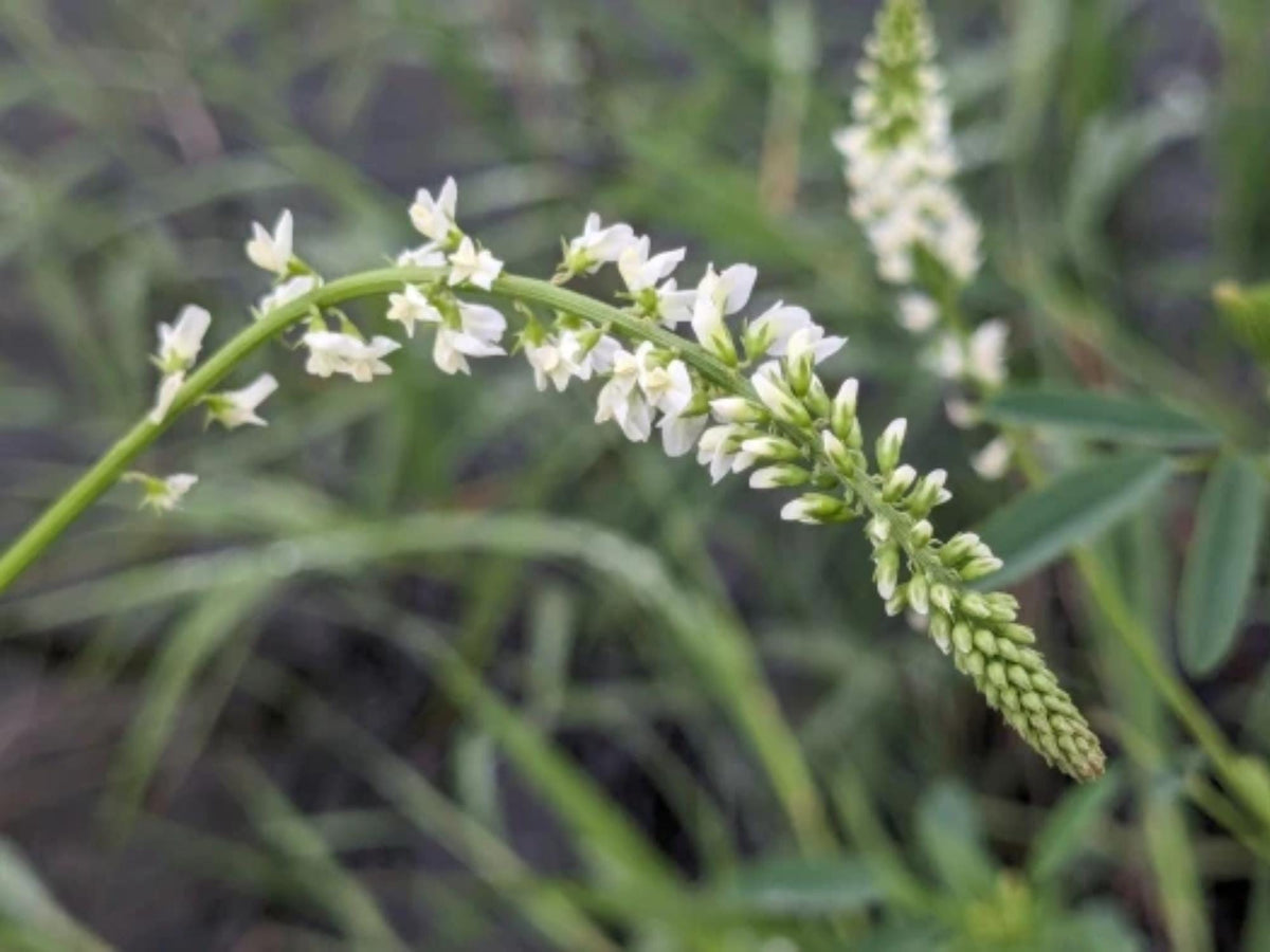 White Blossom Sweet Clover Seeds – Melilotus alba Wildflower Seeds for Pollinator Gardens, Cottage, Meadow & Natural Landscapes