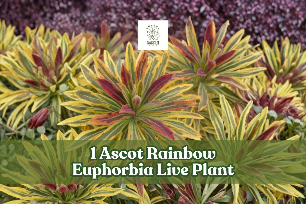 Ascot Rainbow Euphorbia Live Plant Plug – Variegated Flowering Spurge for Borders & Containers – Euphorbia × martinii ‘Ascot Rainbow’