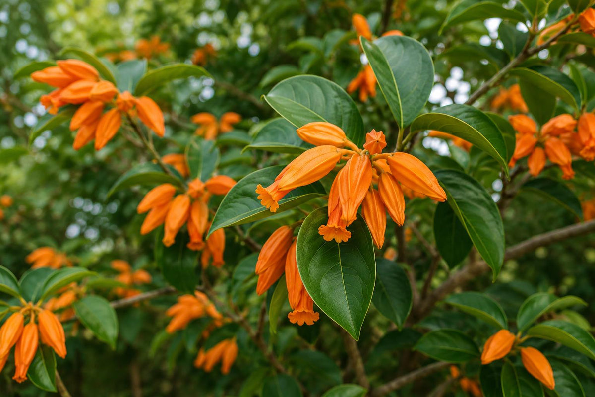 Juanulloa Gold Finger Bush Vine Plant - Rare Tropical Orange Flower, Hummingbird Attractant, Juanulloa spp.