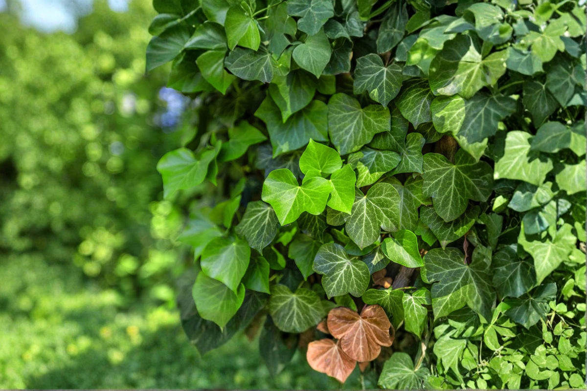 English Ivy Seeds, Hedera helix, Climbing Vine for Ground Cover & Walls, Evergreen Foliage, Outdoor Planting, 30 Seeds