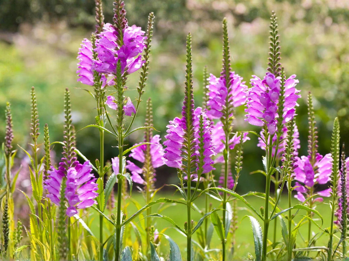 Obedient Plant Seeds | Physostegia virginiana | Pink, Lavender & White Flowering Perennial for Garden & Prairie Planting