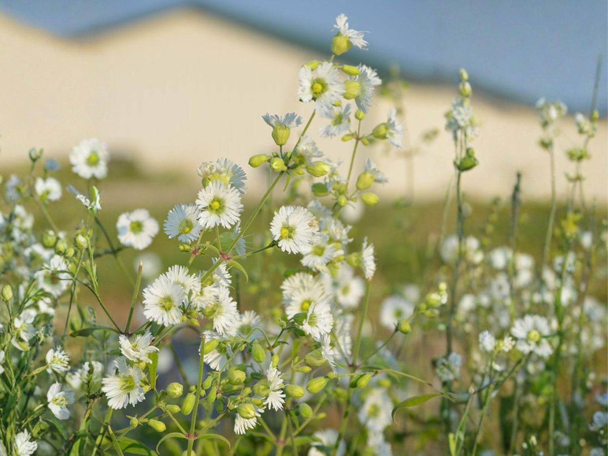 Starry Campion Seeds | Silene stellata Wildflower | White Star-Shaped Flowers | Perennial for Woodland Gardens & Natural Landscapes