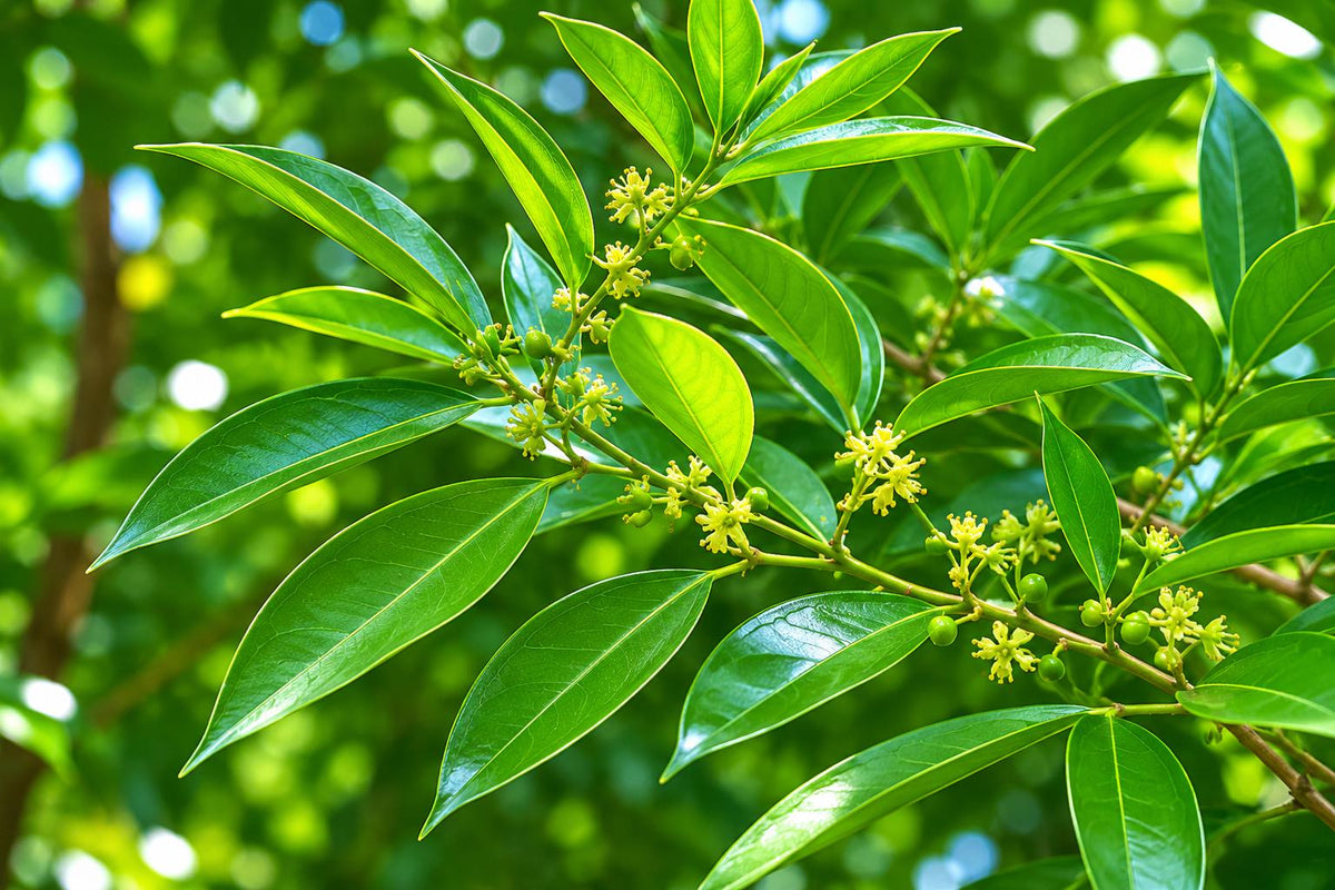 Snailseed Laurel Tree Live Plant - Tropical Shade Tree - 8-12 Inches - Cryptocarya alba - Easy Care Indoor Outdoor
