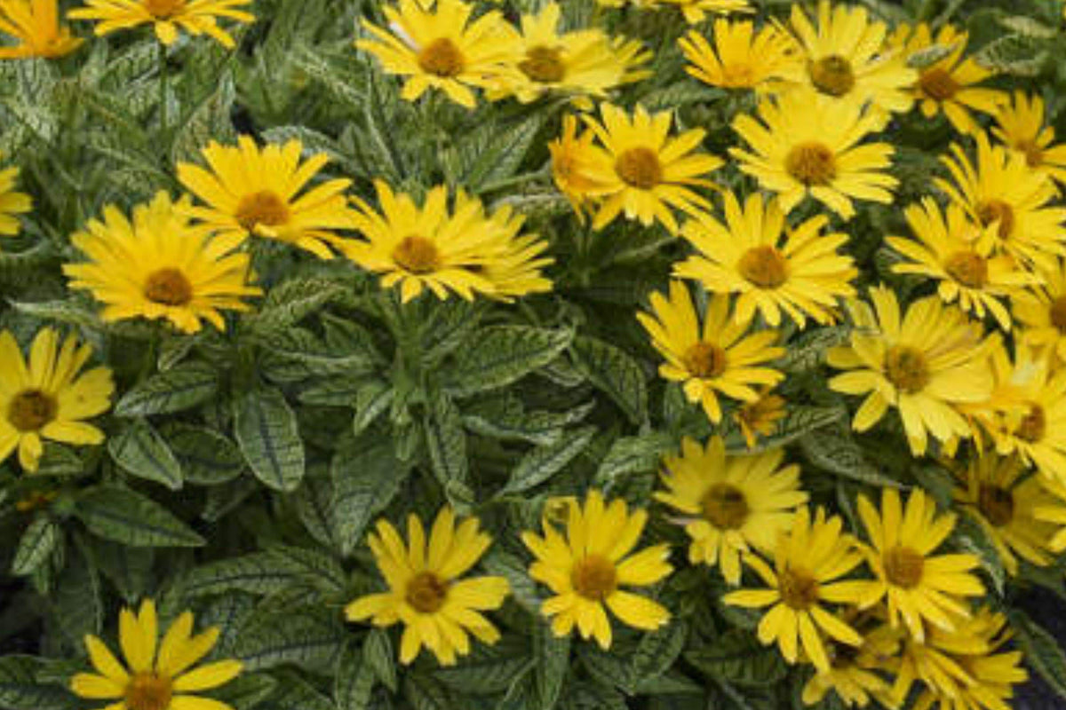 False Sunflower Seeds 55 Pack – Heliopsis scabra 'Summer Sun' Perennial Bright Yellow Daisy Flowers
