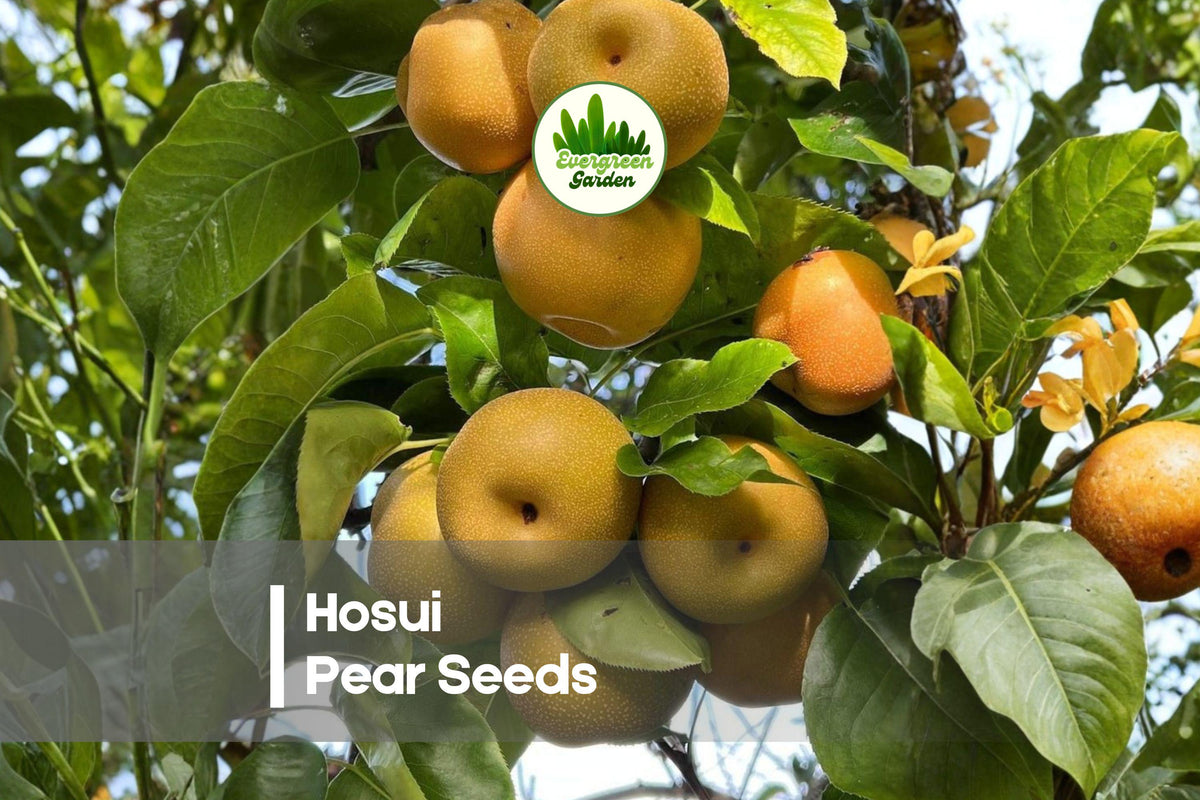 Hosui Pear Seeds – 25+ Pyrus pyrifolia Asian Pear Tree Seeds for Orchard, Garden, Edible Landscape