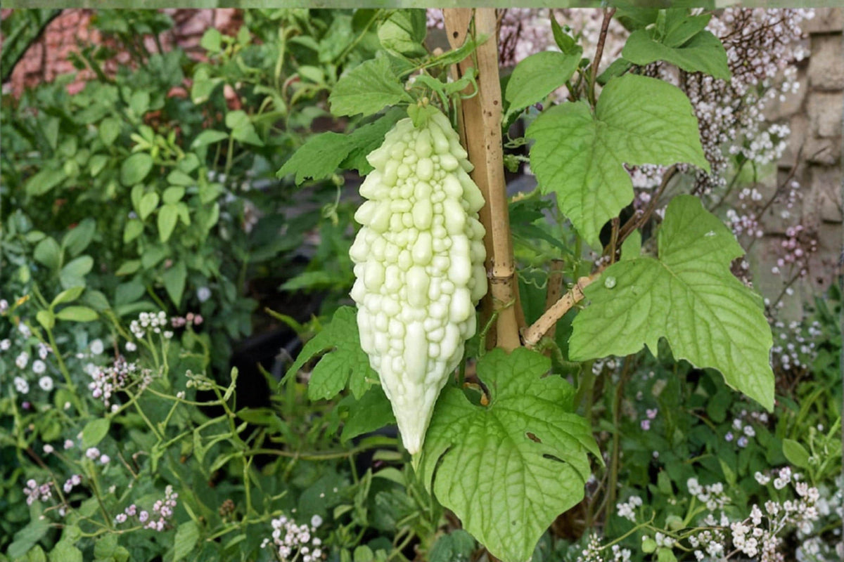 Bitter Gourd Seeds, Momordica charantia, Climbing Vine for Garden, Vegetable Seeds, Outdoor Planting, Edible Fruit