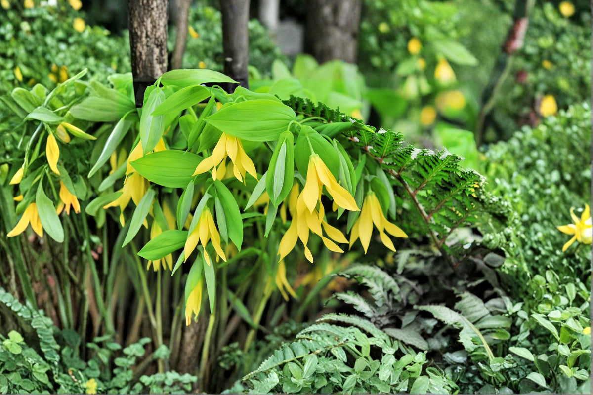 Bellwort Seeds – Uvularia grandiflora, Perennial Woodland Flower, Shade Garden Plant, 10 Seeds