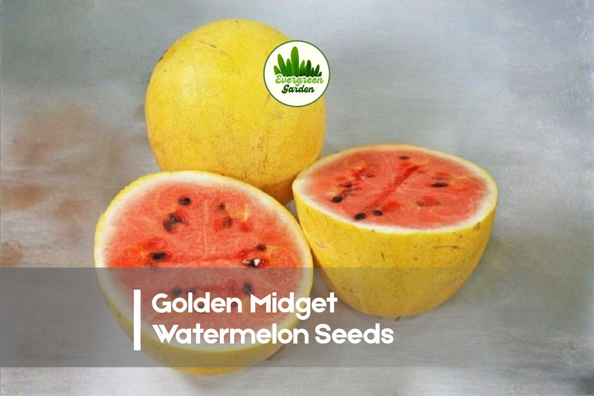 Golden Midget Watermelon Seeds – Heirloom Citrullus lanatus, Compact Vining, Golden Yellow Rind, Sweet Red Flesh, 50+ Seeds