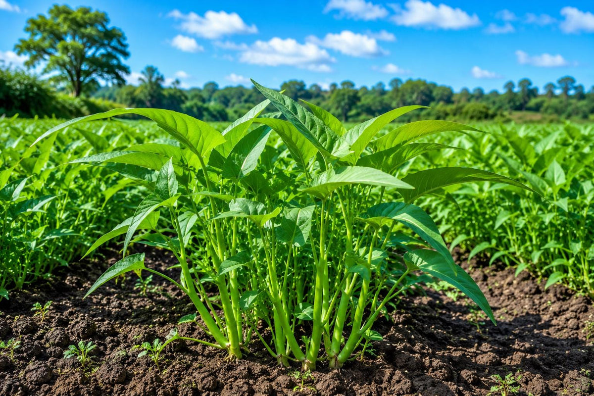 Water Spinach Seeds - Organic Non-GMO 'Kong Xin Cai' Ipomoea aquatica Heirloom Vegetable Seeds, 120pcs