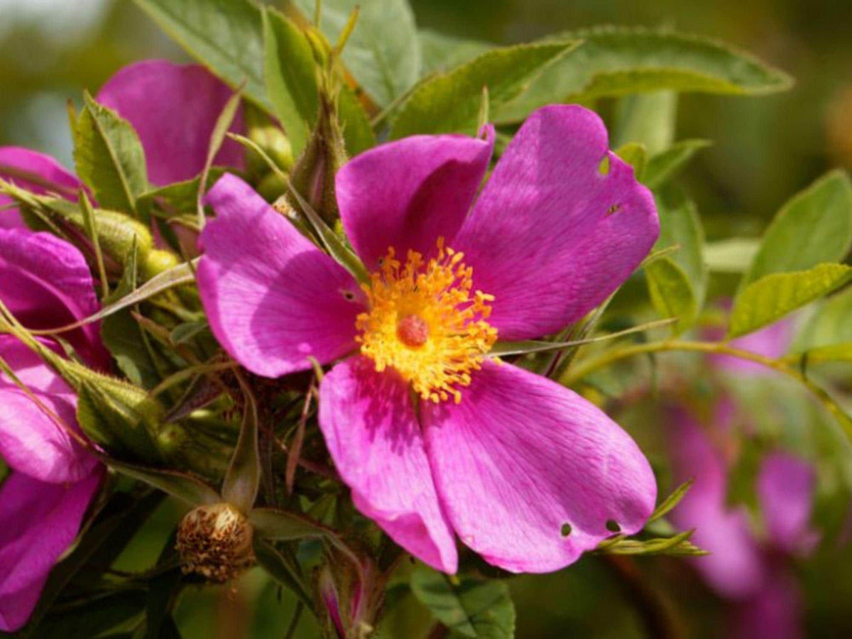 15 Pasture Rose Seeds Rosa carolina Ornamental Shrub for Landscape, Garden, and Collector Projects