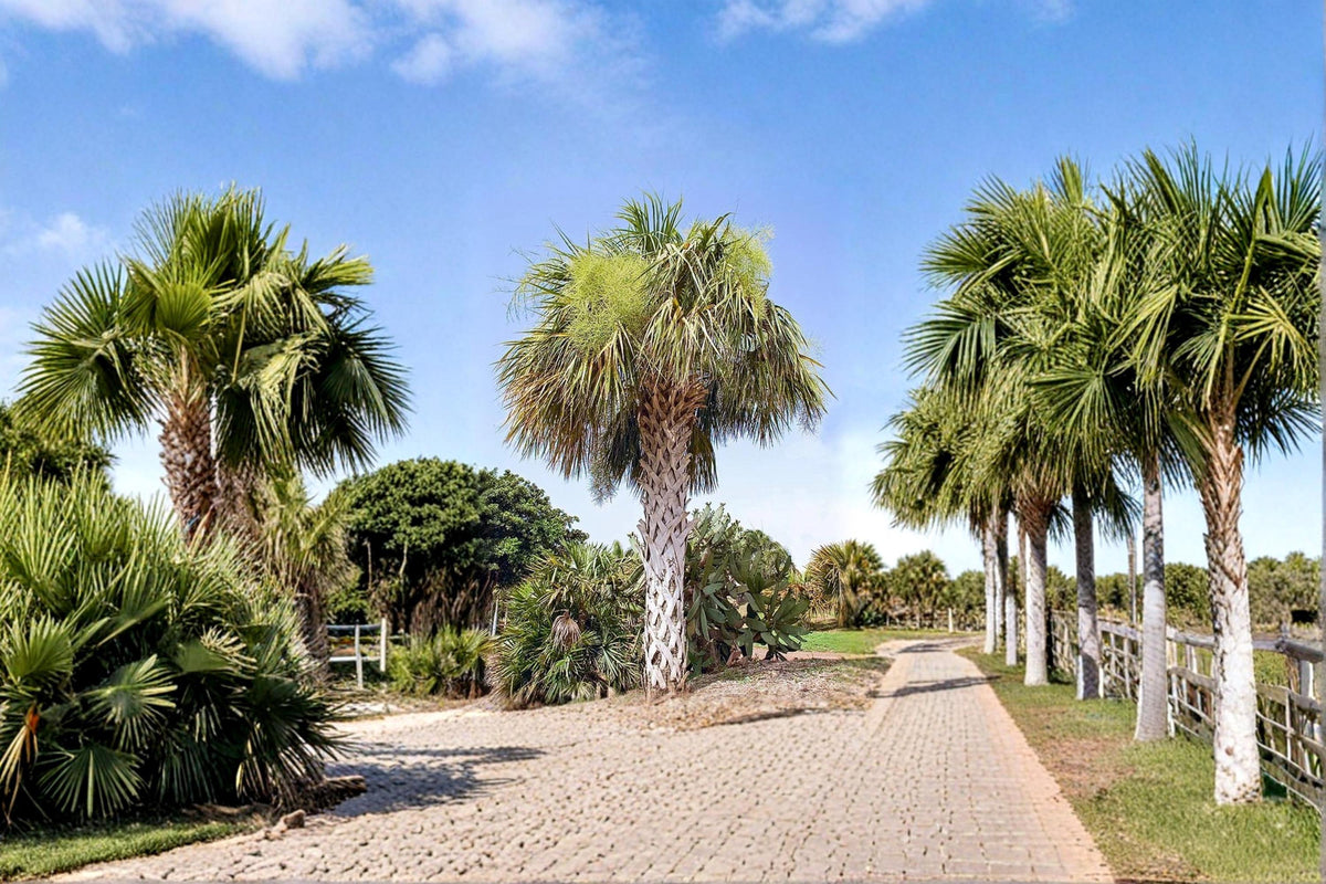 Palmetto Seeds, Sabal palmetto, Fan Palm Tree, Tropical Landscape, Garden Tree, Outdoor Planting, 10 Seeds
