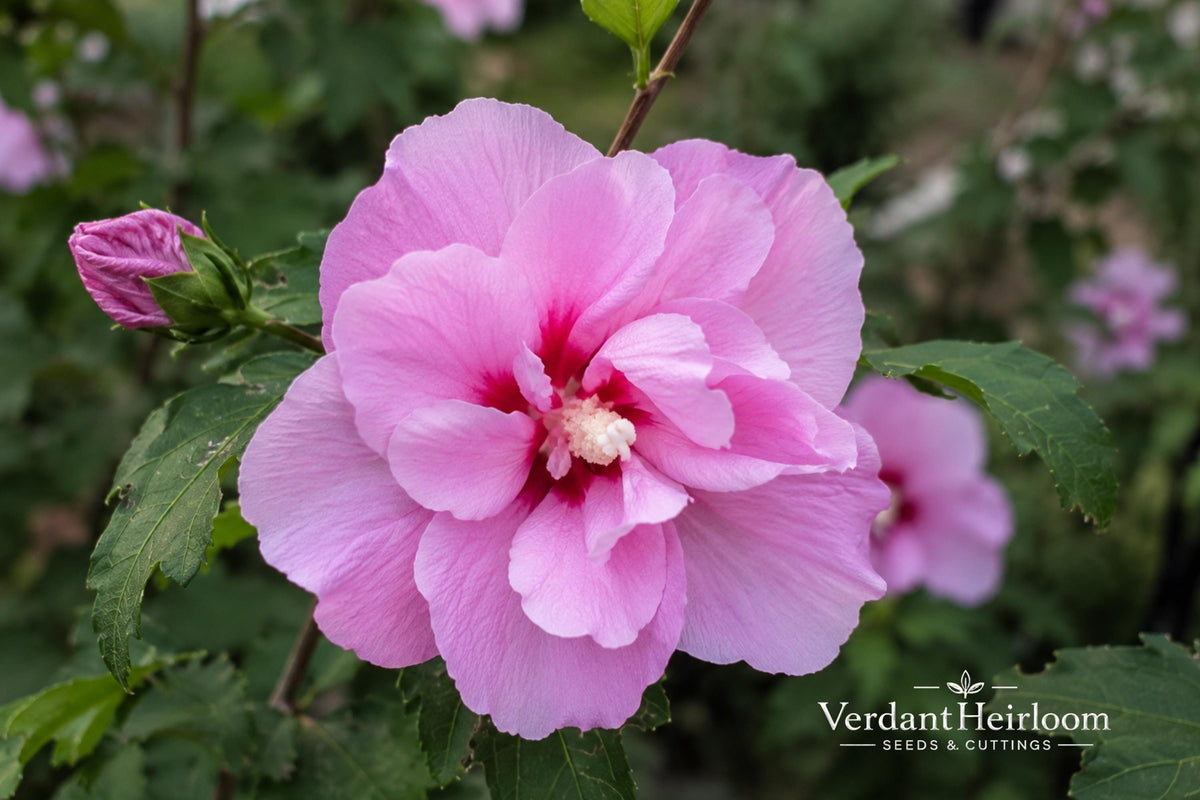 Lucy Rose of Sharon Bare Root Plant – Hibiscus syriacus 'Lucy' Pink-Red Flowers, Deciduous Shrub for Garden Landscaping