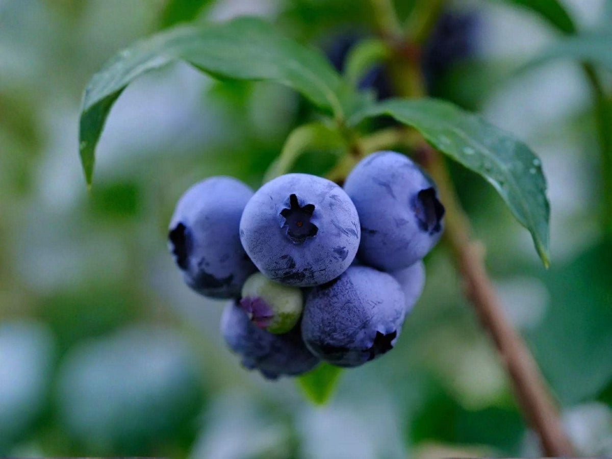 Legacy Blueberry Starter Plant Vaccinium corymbosum Edible Berry Bush for Garden & Containers