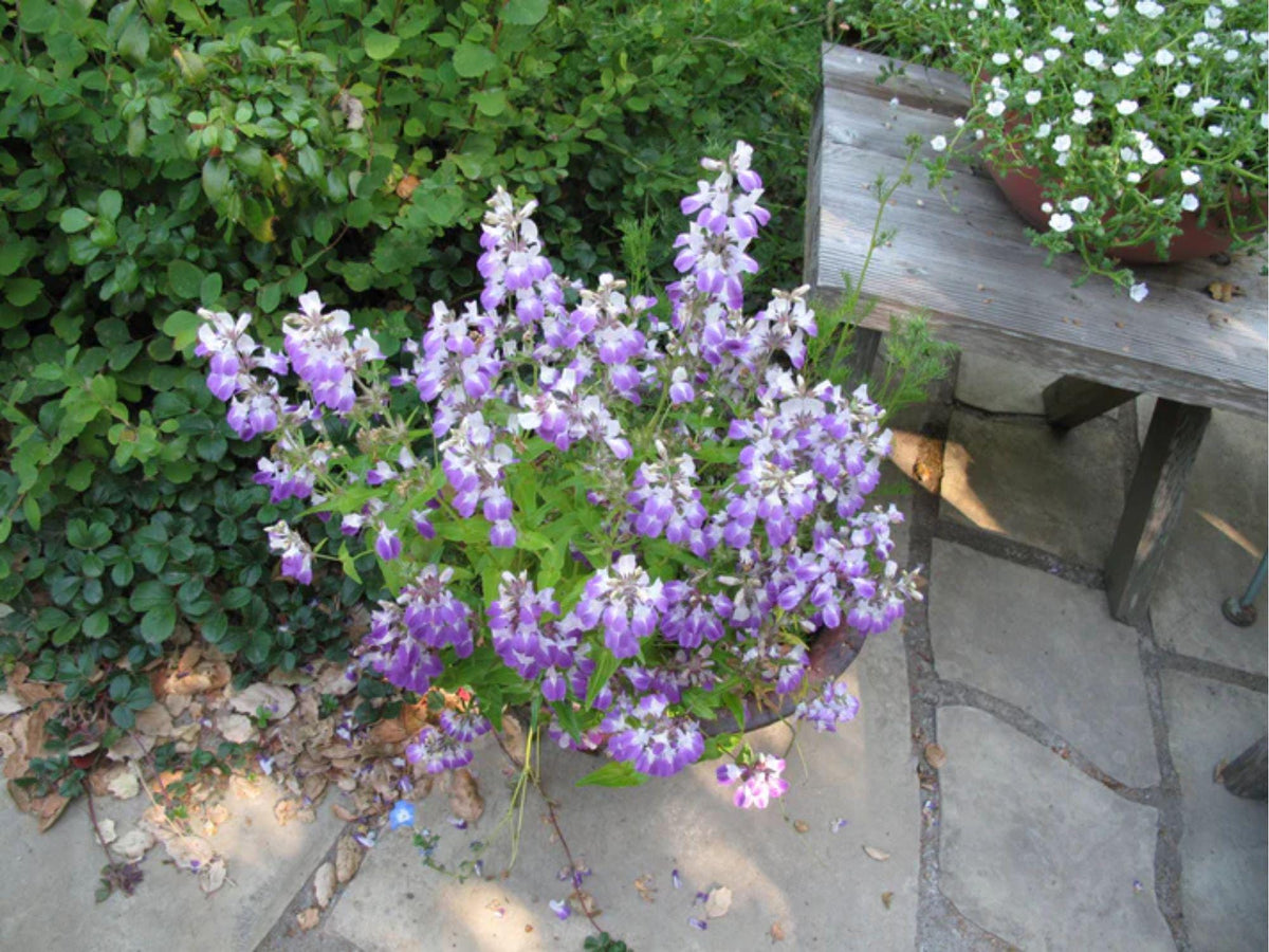 Chinese Houses Seeds – Collinsia heterophylla Wildflower Seeds for Pollinator Gardens, Cottage Garden, Natural Landscape