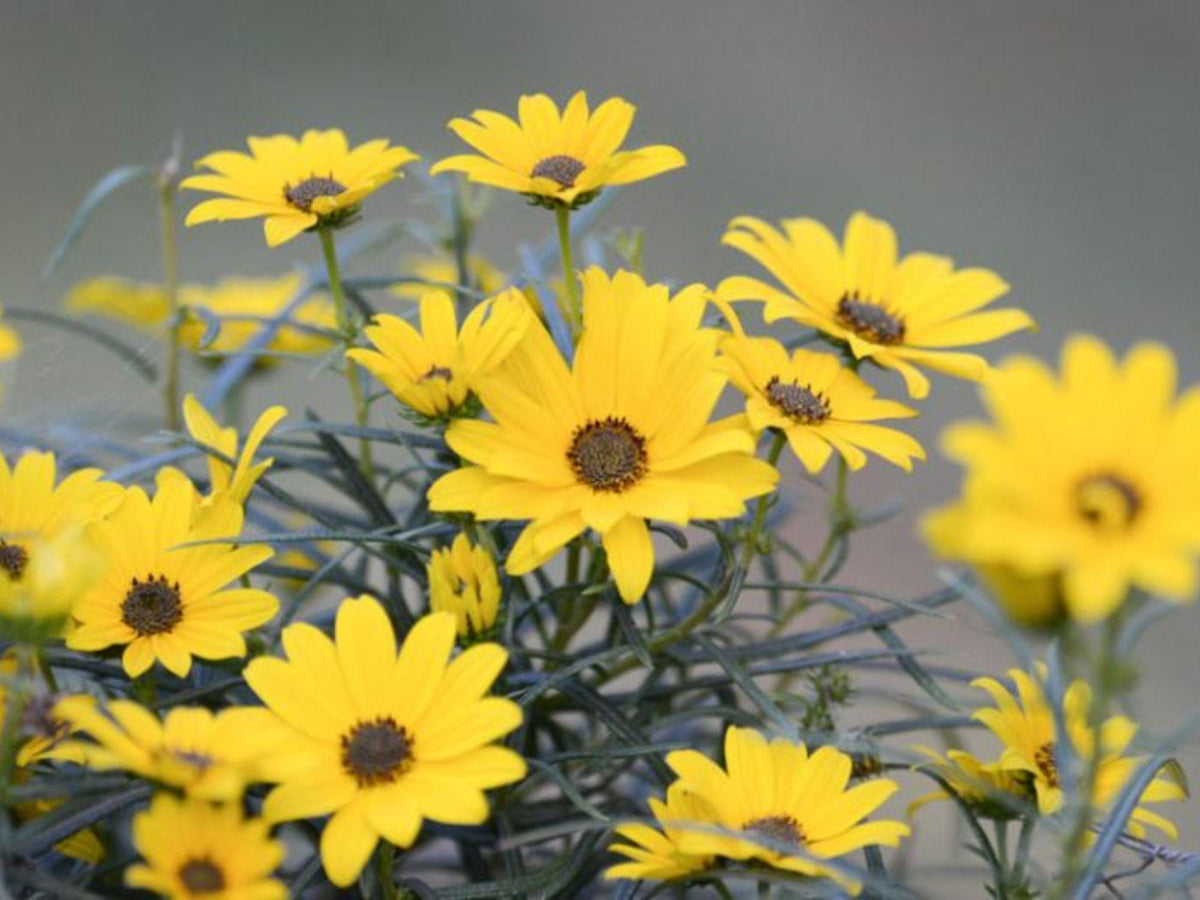 100 Swamp Sunflower Seeds – Helianthus angustifolius Wetland Wildflower Seeds for Rain Gardens & Moisture Gardens