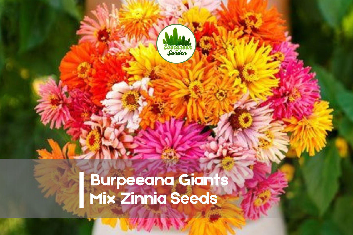 Burpeeana Giants Mix Zinnia Seeds – Large Double Blooms, Vibrant Colors, Butterfly Attractant, Zinnia elegans, 100+ Seeds