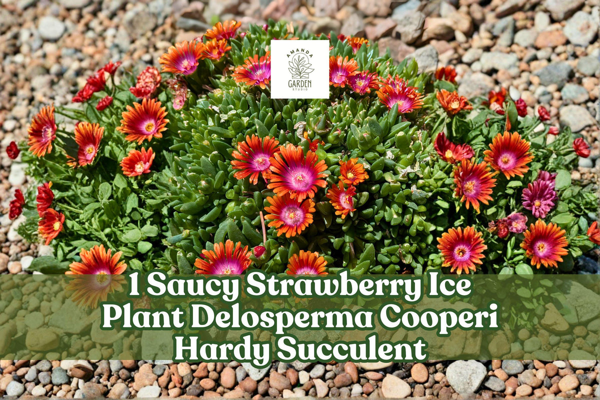Saucy Strawberry Ice Plant Live Succulent Ground Cover Delosperma cooperi Hardy Drought-Tolerant Perennial