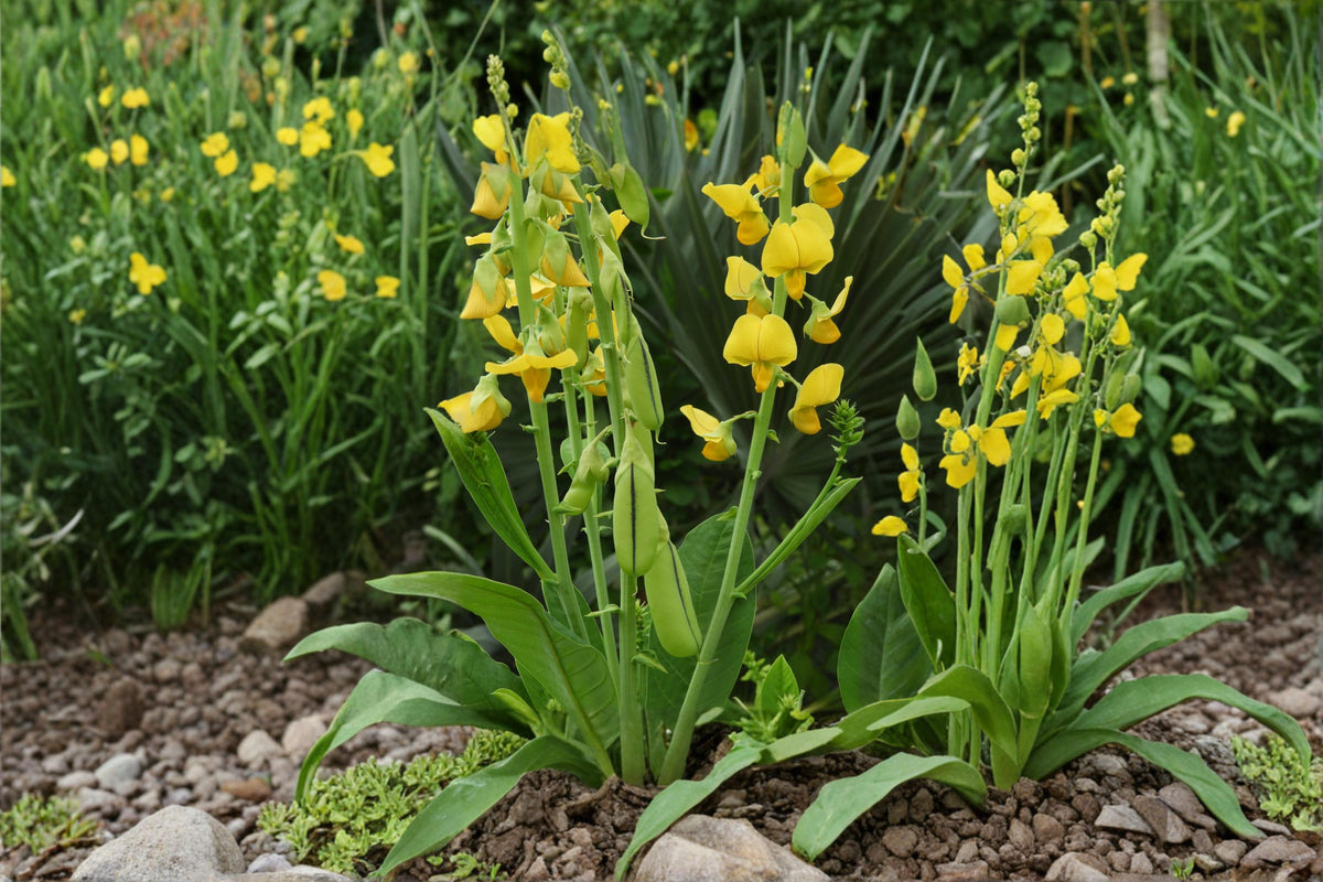 Cats Bell Flower Seeds – Crotalaria spectabilis, Ornamental Flowering Annual for Gardens and Borders
