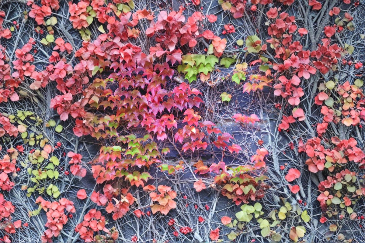 Boston Ivy Seeds – Parthenocissus tricuspidata climbing vine for walls, fences, trellises, ornamental foliage, fall color, landscape plant