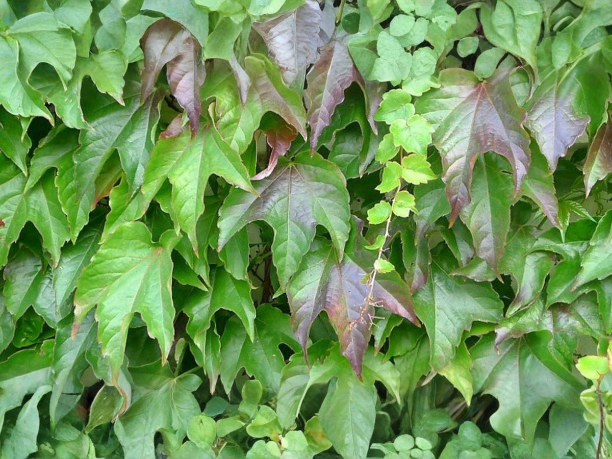 Boston Ivy Vine Seeds – Parthenocissus tricuspidata Climbing Plant for Walls, Fences & Trellises, Fall Foliage, 10 Seeds