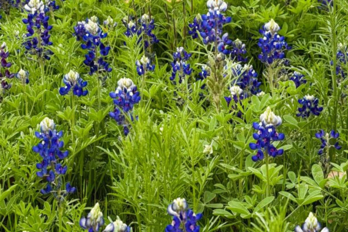 Texas Bluebonnet Seeds – Lupinus texensis, Wildflower, Annual, Blue and White Flowers, Full Sun, 45 Seeds