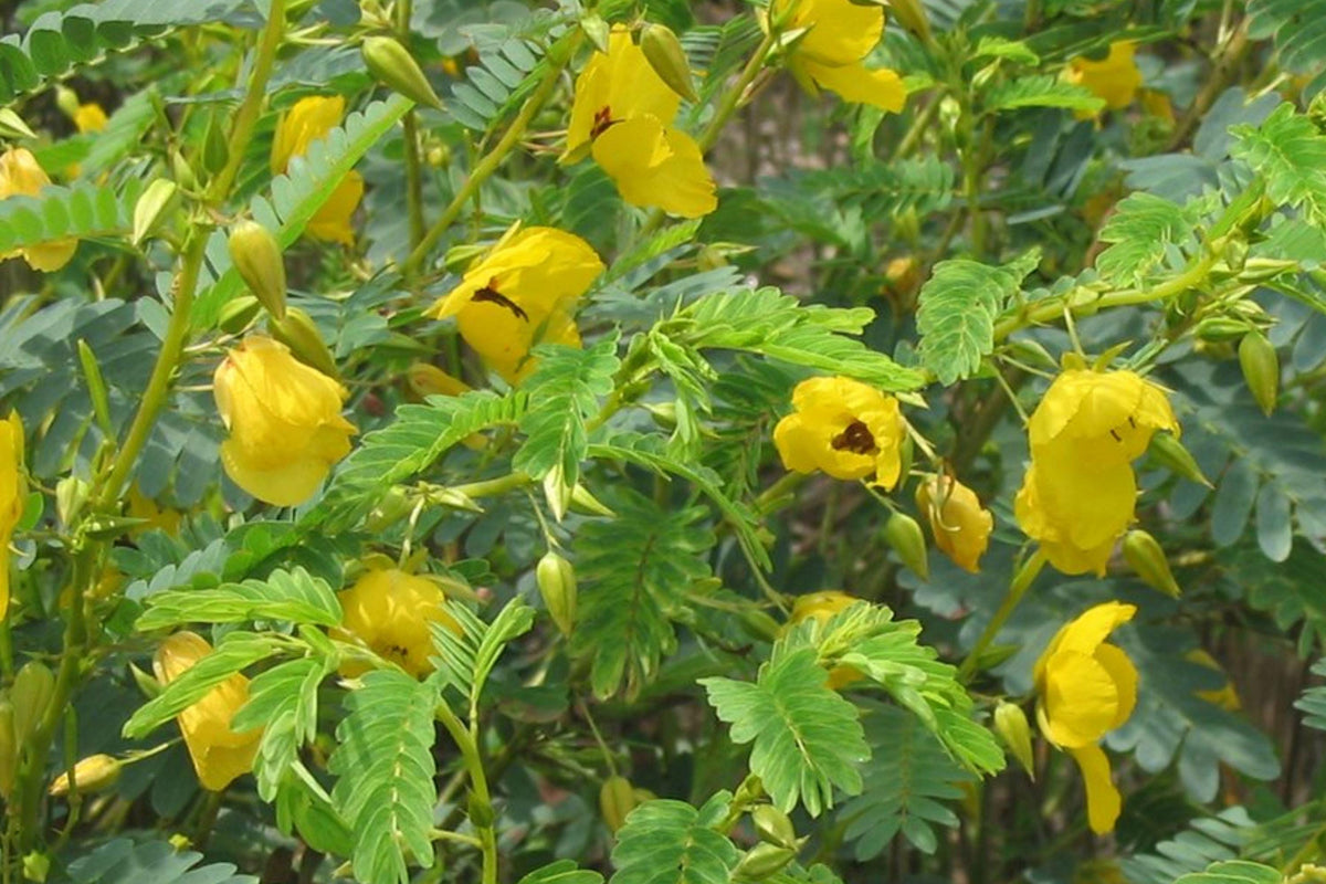 Partridge Pea Seeds 254 – Wildflower, Yellow Flowers, Sensitive Foliage, Chamaecrista fasciculata, Native Annual Plant