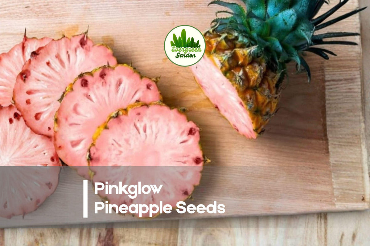 Pinkglow Pineapple Seeds – Tropical Fruit Plant, Ornamental Foliage, Edible Landscape, Ananas comosus, 15+ Seeds