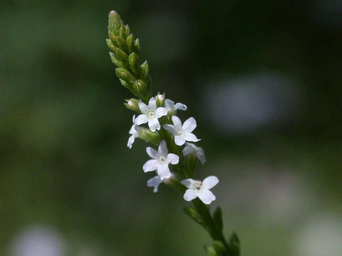 White Vervain Seeds – Verbena urticifolia Wildflower Seeds for Pollinator Gardens, Cottage, Meadow & Natural Landscapes