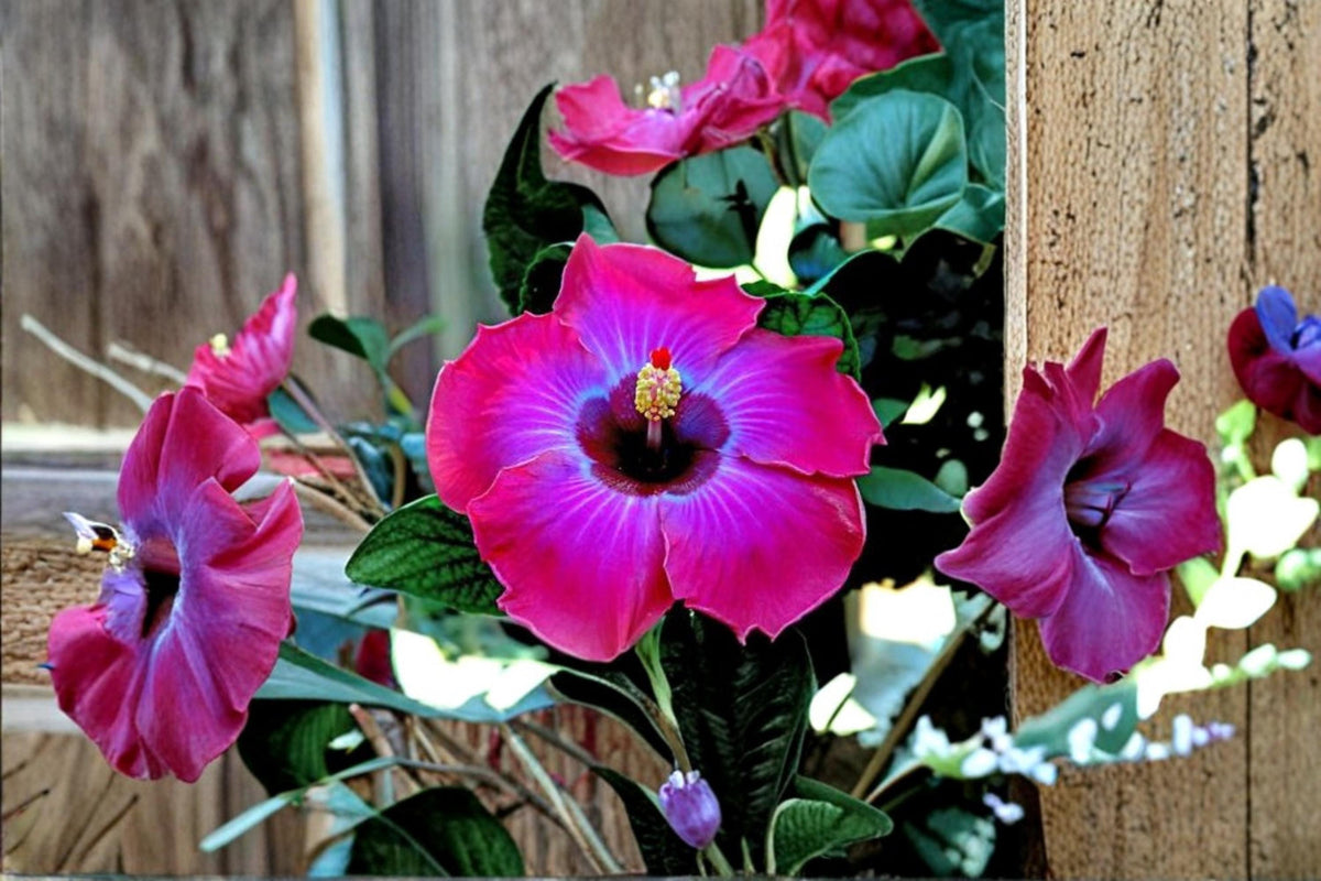 Mixed Hibiscus Flower Seeds for Planting, Heirloom Non-GMO, Perennial Tropical Hibiscus, Colorful Blooms, Garden & Container Planting