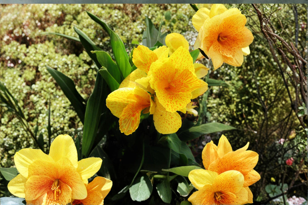 Golden Lucifer Canna Lily Bulb – Canna indica Flowering Bulb for Tropical Garden, Patio, Container, Summer Flowers
