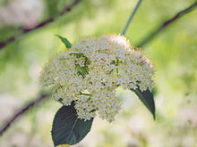 American Elderberry Seeds | Sambucus canadensis | Perennial Shrub for Hedges & Wildlife Gardens | 50 Seeds