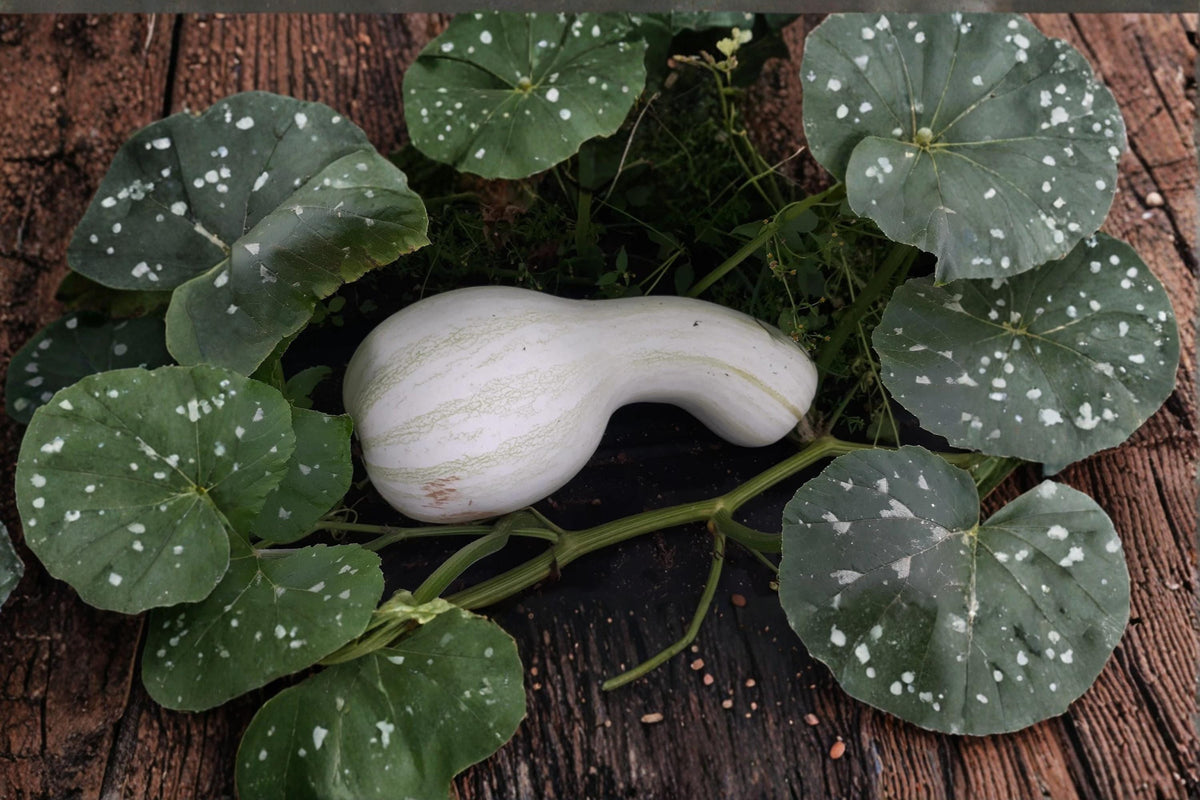 White Cushaw Gourd Seeds – Rare Heirloom Squash Variety, Cucurbita argyrosperma, Vine Vegetable, Full Sun, Garden & Open Space