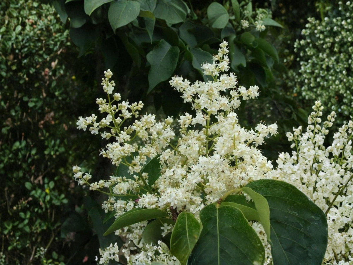 Japanese Tree Lilac Seeds – Syringa amurensis japonica, Ornamental Flowering Tree, Creamy White Blooms, Garden Landscape Plant