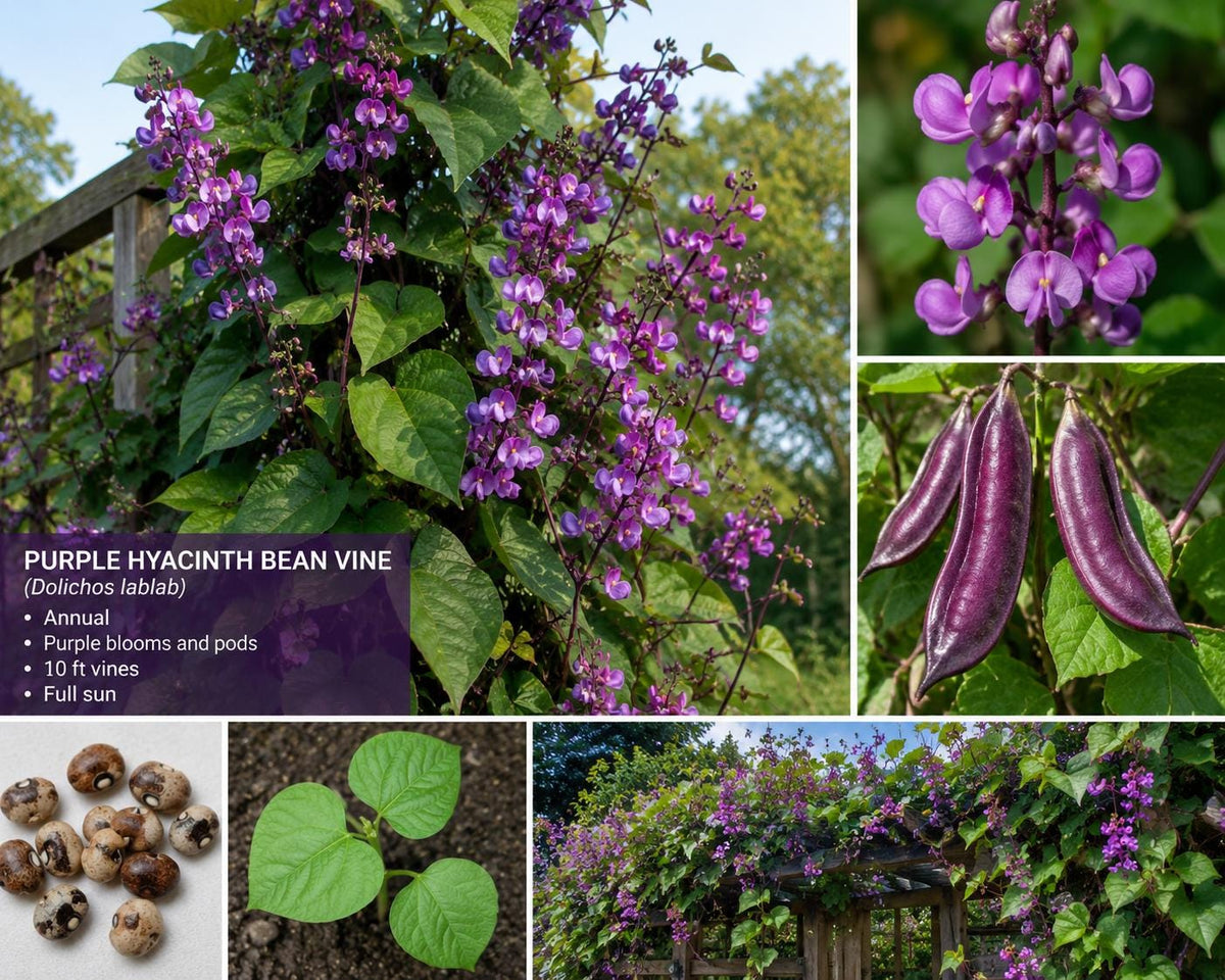 Purple Hyacinth Bean Vine Seeds – Dolichos lablab, Ornamental Climbing Plant with Purple Flowers & Pods, Full Sun, 15 Seeds