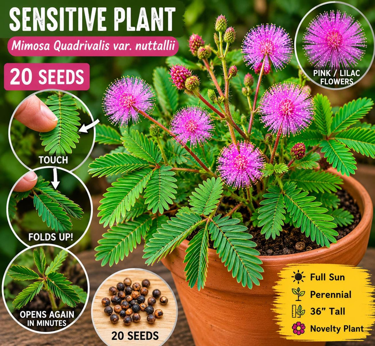 Sensitive Plant Seeds – Mimosa quadrivalis var. nuttallii Pink Flowers, Touch-Responsive Perennial, Indoor & Outdoor Gardening