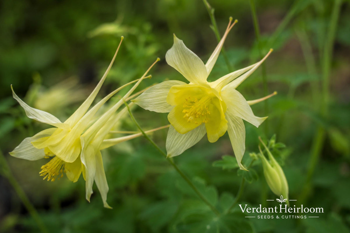 Early Bird Yellow Columbine Bare Root Plant – Aquilegia spp. Perennial Flowering Plant with Bright Yellow Blooms