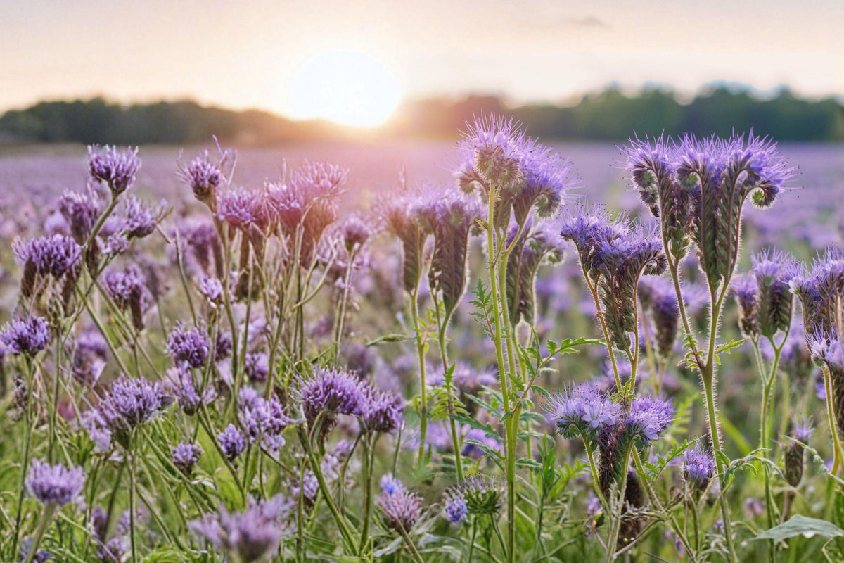 Lacy Phacelia Seeds 1165 – Purple Tansy Flower, Phacelia tanacetifolia, Annual Wildflower for Garden Beds & Borders