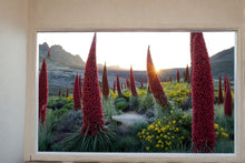 Tower of Jewels Seeds – Echium wildpretii Rare Exotic Flowering Plant for Rock Gardens and Drought Tolerance