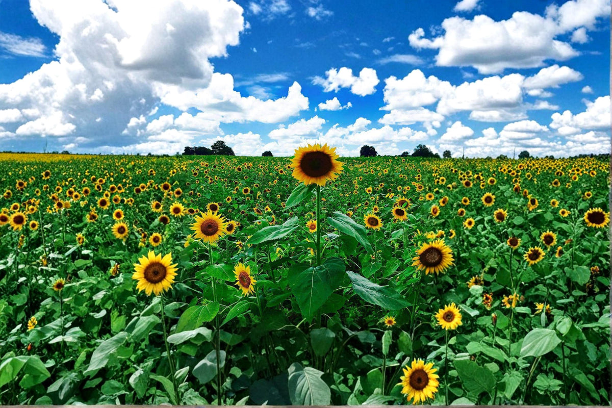 Peredovik Sunflower Seeds 500 Count | Tall Annual Helianthus annuus for Garden & Wildlife Planting