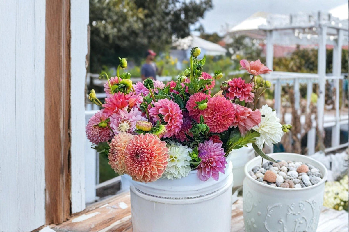 Exotic Mix Dahlia Seeds 200+ | Colorful Flower Seeds for Garden, Borders & Cut Flowers | Dahlia pinnata