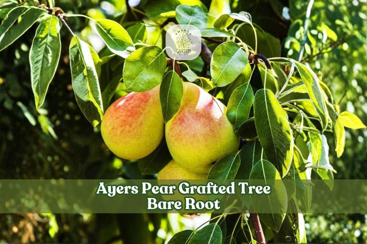 Ayers Pear Grafted Tree – Bare Root Fruit Tree, 2–3 Ft, White Blossoms, Pyrus communis, Deciduous Garden Tree