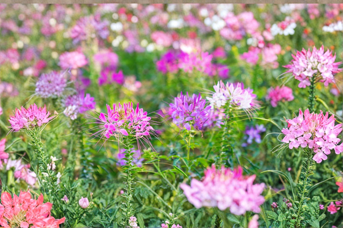 Spider Flower Seeds – Mixed Color Cleome hassleriana, Ornamental Annual Flower Seeds for Garden Beds and Borders