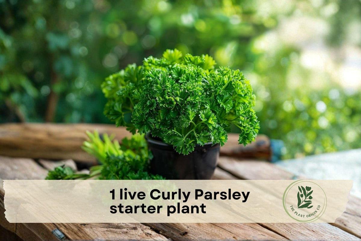 Live Curly Parsley Starter Plant in 3-Inch Pot, Petroselinum crispum var. crispum, Bright Green Culinary Herb