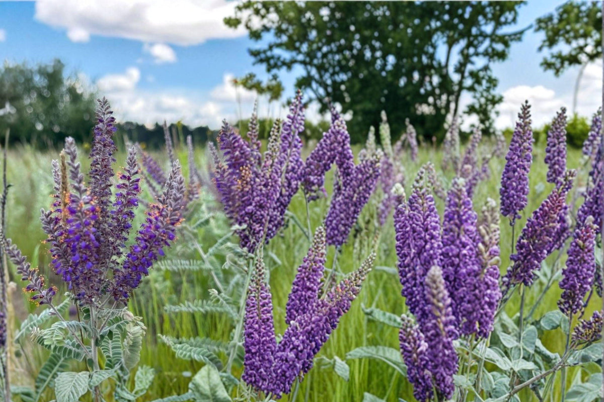 Lead Plant Seeds – 115 Purple Perennial Wildflower Amorpha canescens for Prairie Gardens & Native Landscaping