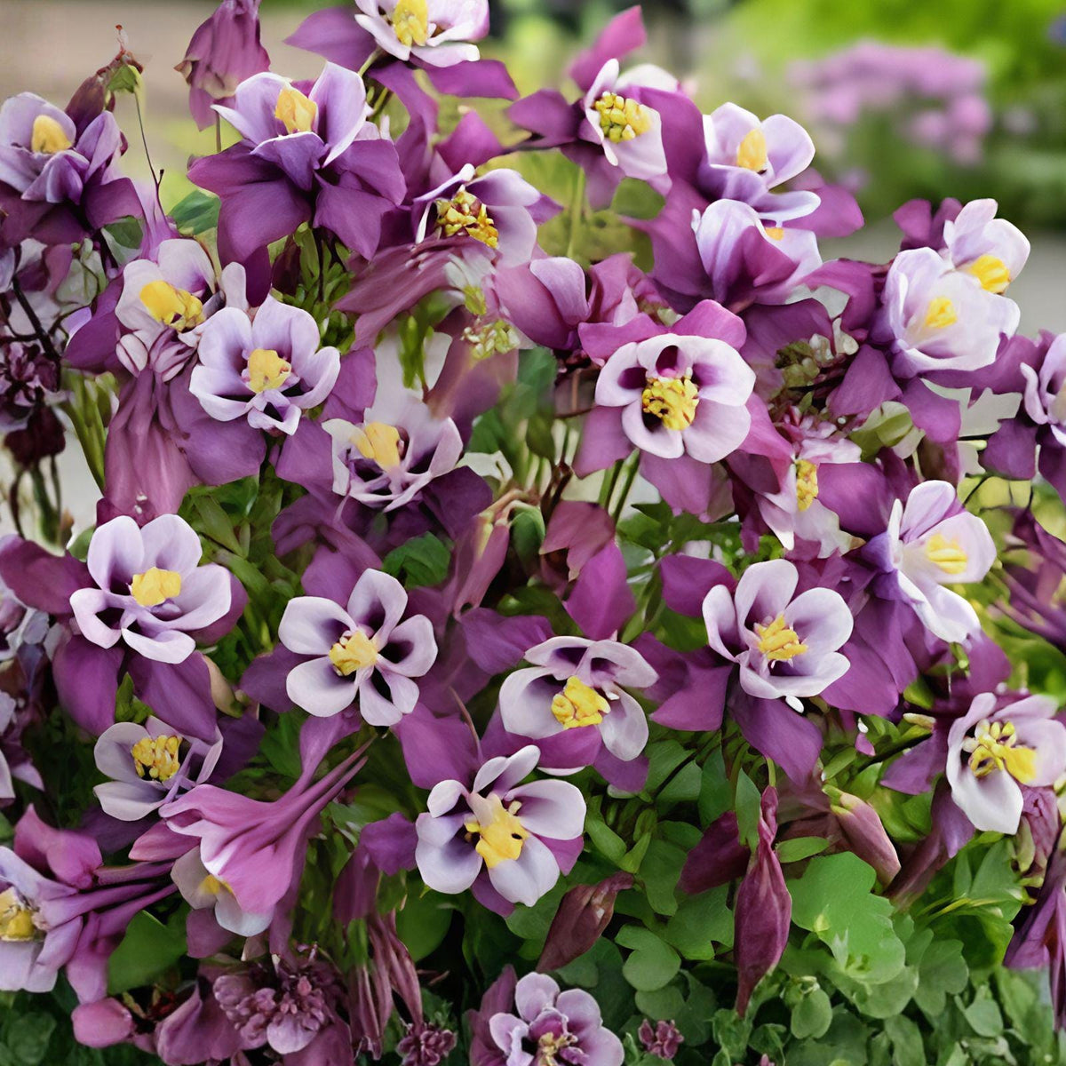 Early Bird Purple & White Columbine Plant – Aquilegia, Hummingbird Attracting Perennial Wildflower